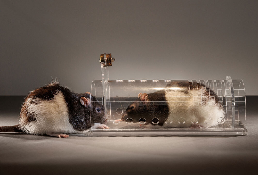 A mouse helps another mouse stuck in a trap
