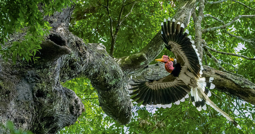 Male helmeted hornbill approaching a tree to bring food to his mate and chick.