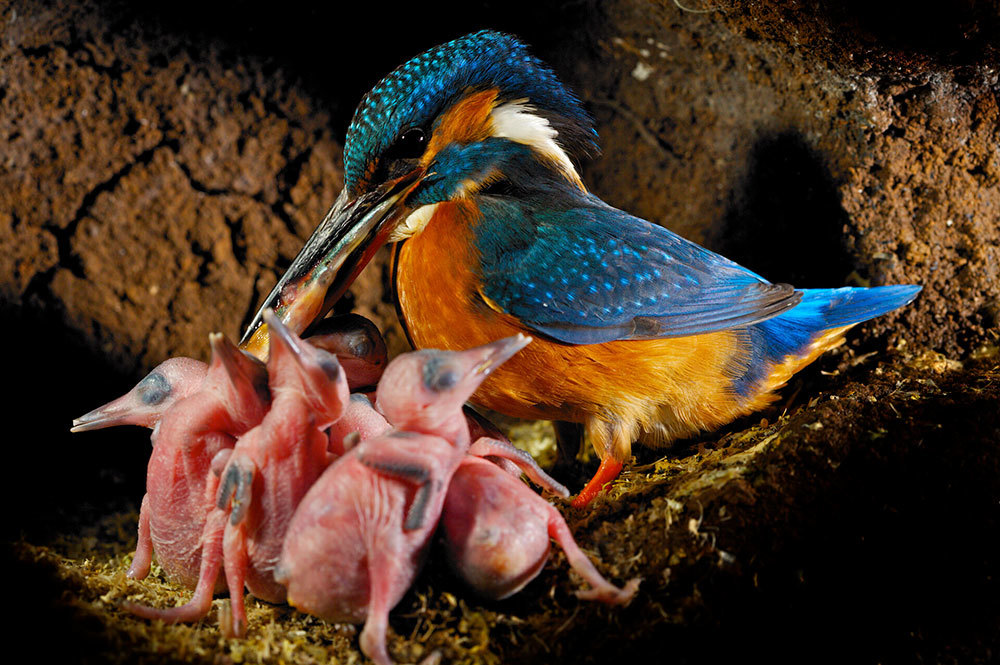 A kingfisher feeding her chicks