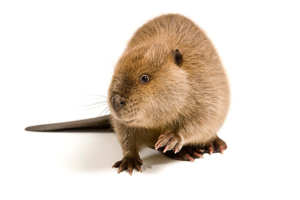 Portrait of a beaver, Castor canadensis.