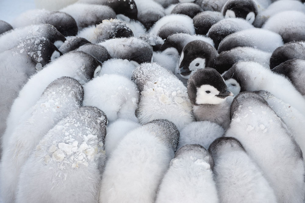 A picture of penguin chicks huddling together