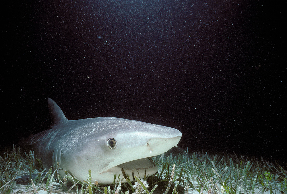 A tiger shark on a seabed with darkness in the background