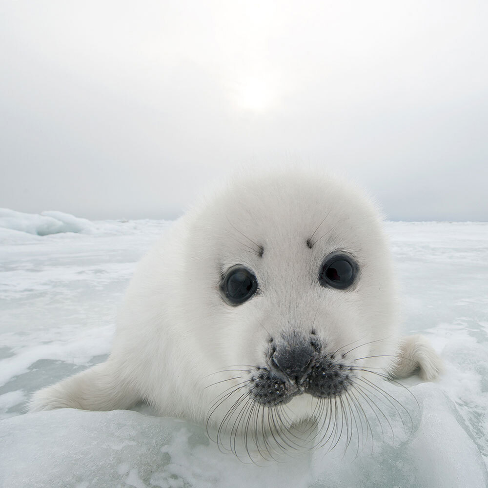 A portrait of a harp seal pup on the ice looking at the camera