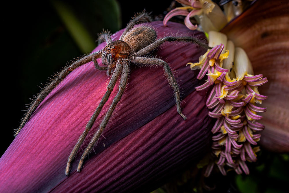 A picture of a bromeliad spider on a banana flower