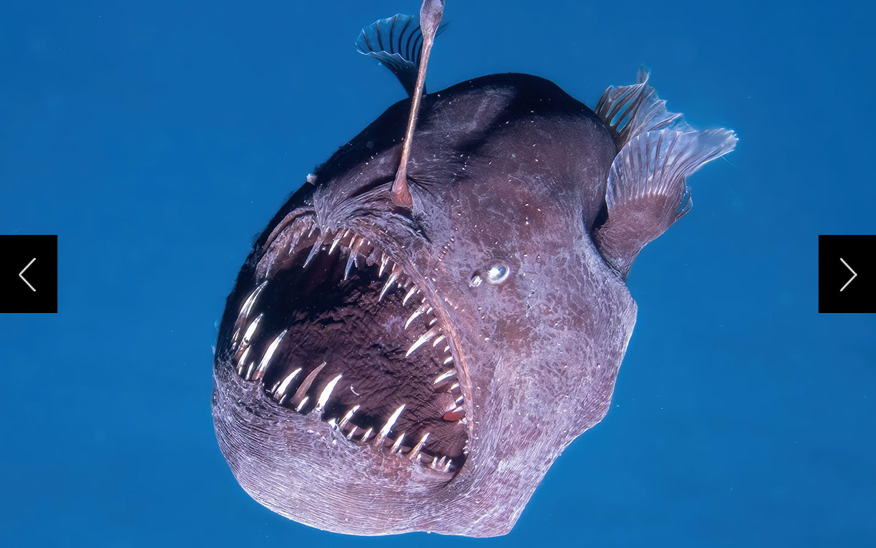 Black seadevil anglerfish (Melanocetus johnsonii) are deep-sea creatures that have rarely been spotted swimming in the wild. Their name translates to 'black sea monster”—but despite their ferocious appearance, experts say 'they’re mostly soft and squishy.' 