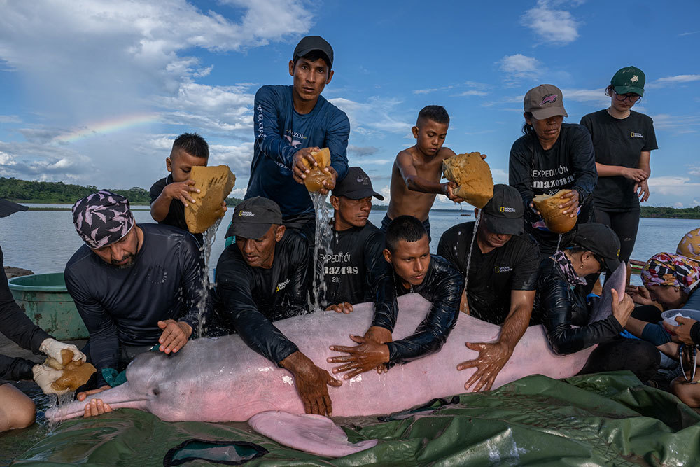 Scientists examine a pink dolphin