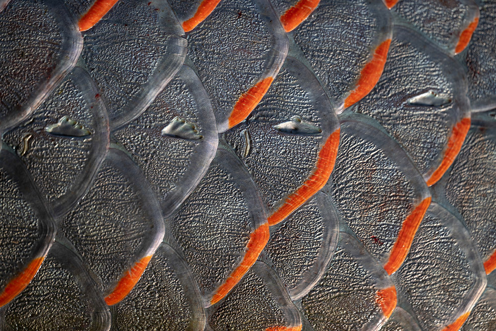 Detail of arapaima scales