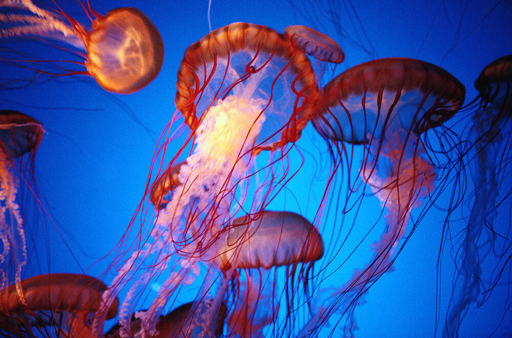 Several jellyfish swimming in a body of water