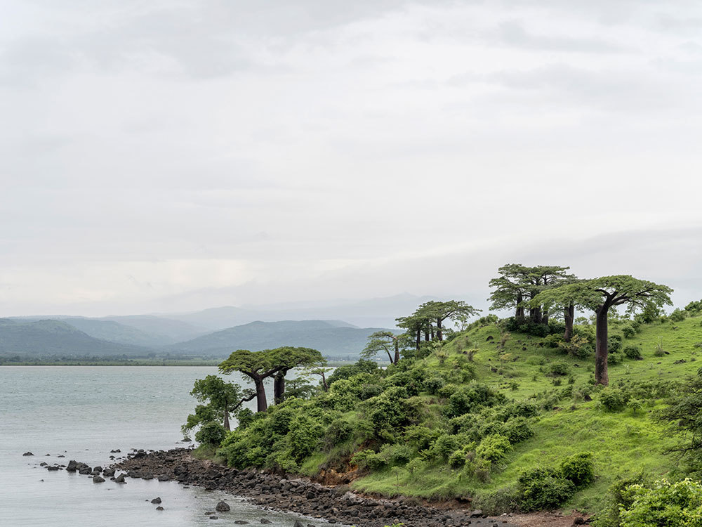 A picture of trees near a body of water