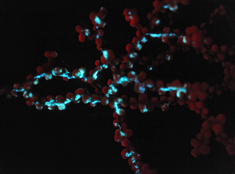 A branch of red, bumpy coral displaying blue bioluminescent markings along its underside.