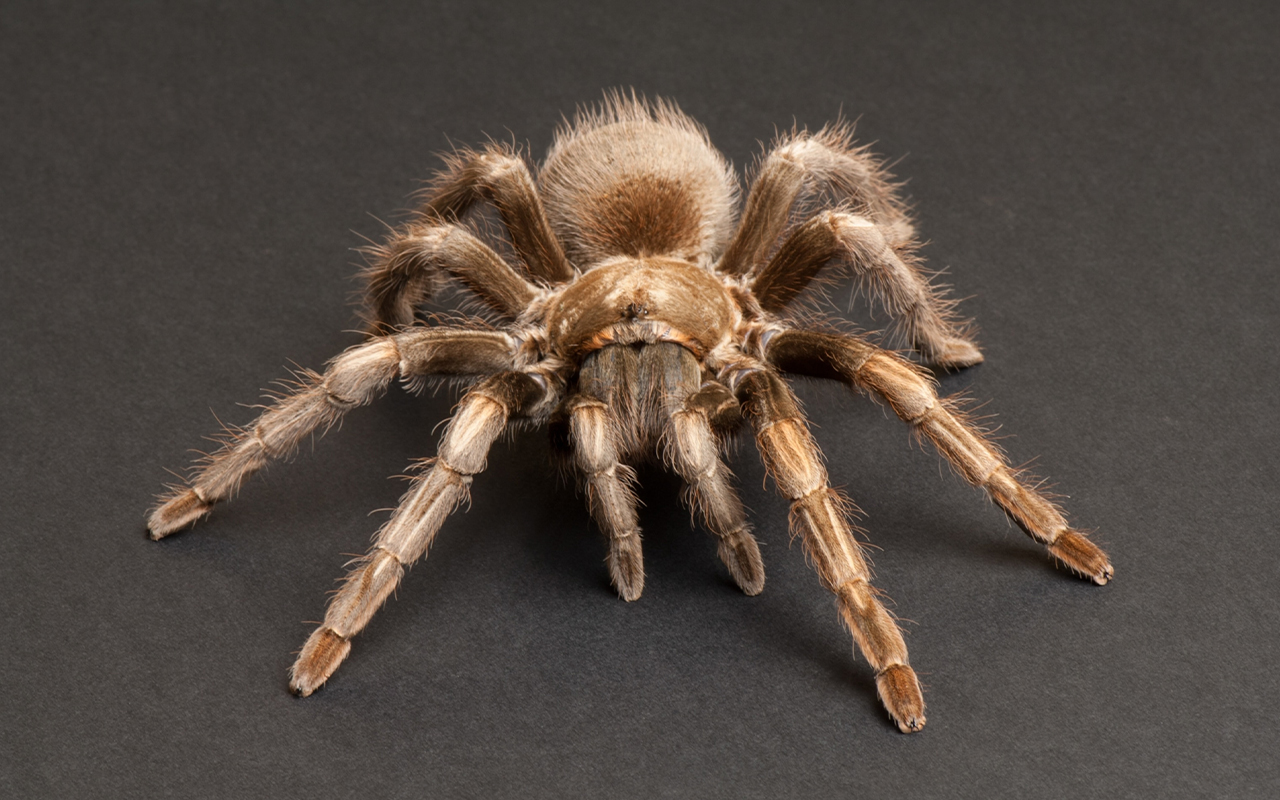 Peruvian blonde tarantula (Lasiodorides polycuspulatus) at the Great Plains Zoo.