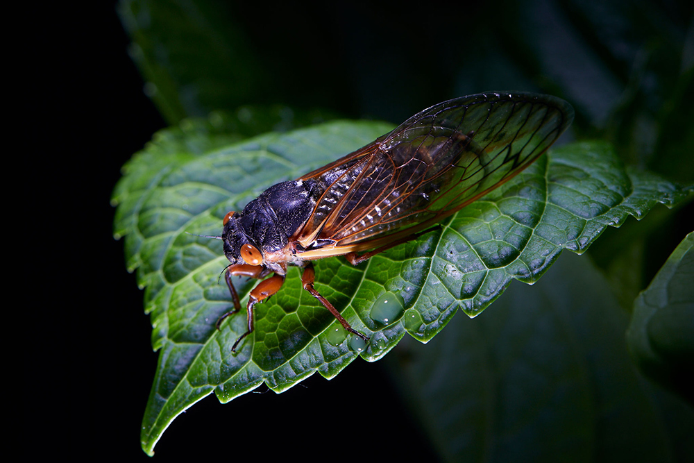 A cicada sits on a leaf