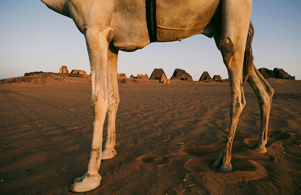 The camel that kicked our photographer.