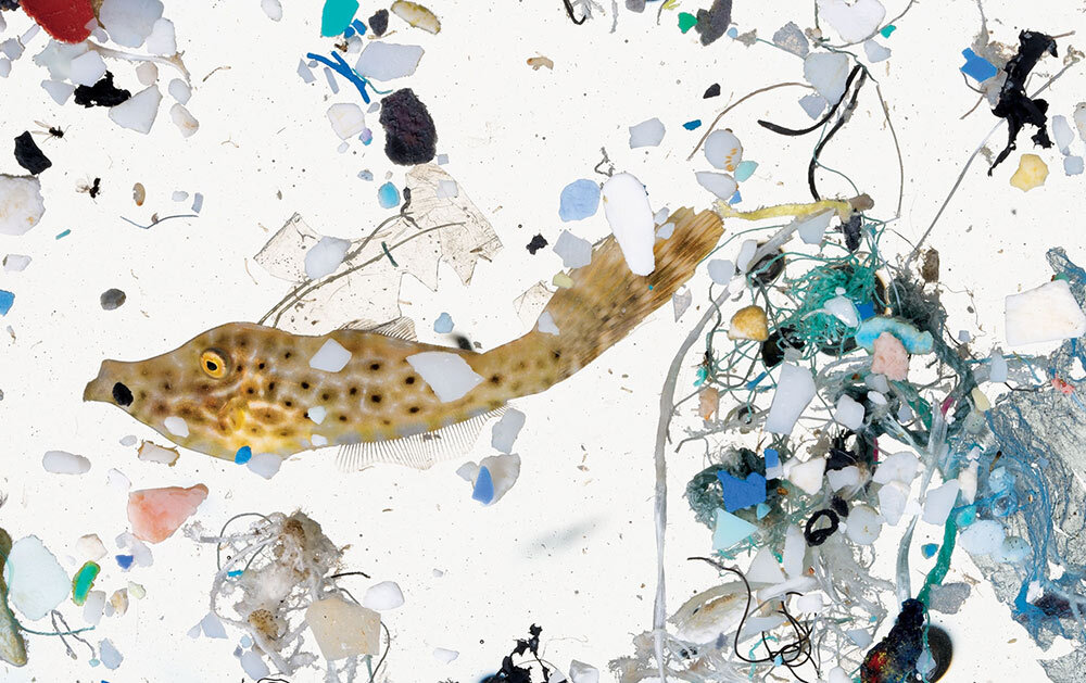 a filefish swims through plastic in the ocean