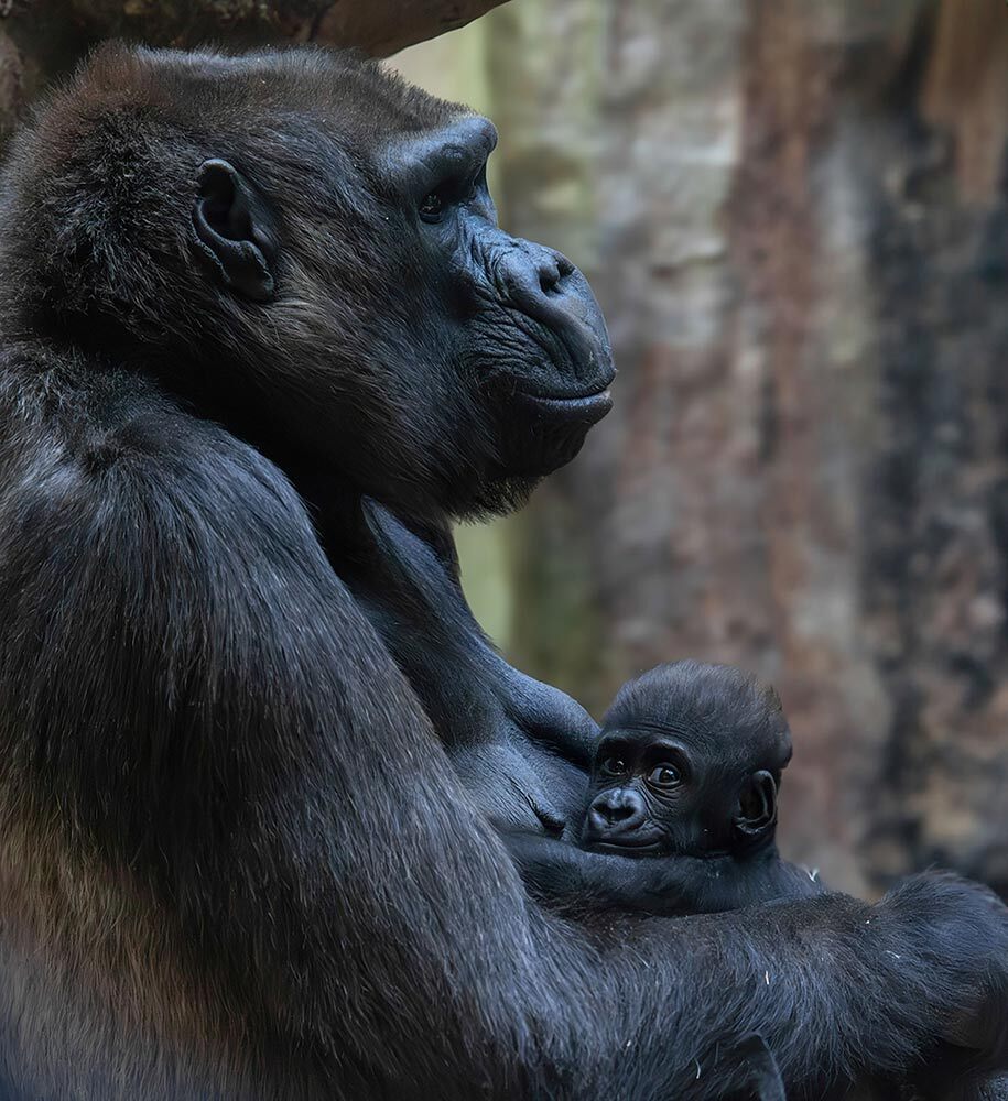 A Large Gorilla with a baby