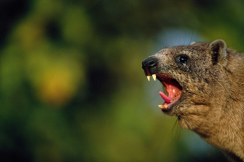 A rock hyrax opens its mouth in a yawn