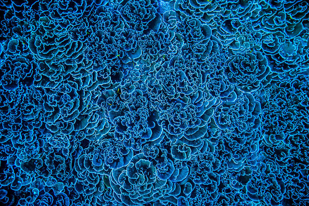 A photo of a mesmerizing blue coral