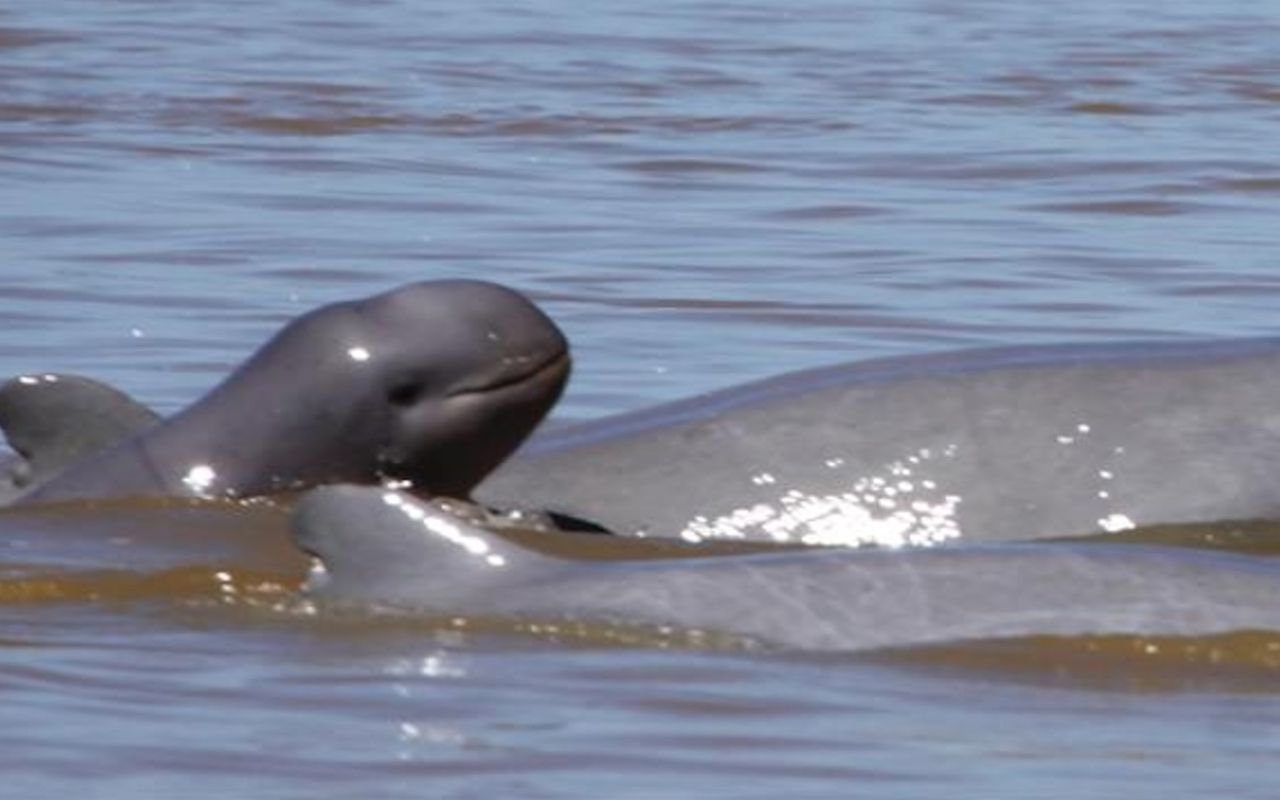 Once believed to number in the thousands, the dolphins of the Mekong River were devastated by war, hunting, and indiscriminate net fishing.