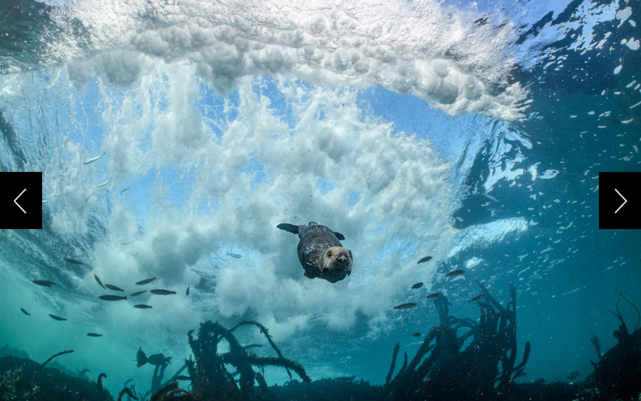 At once calm and agile beneath rough surf, a young sea otter glides through California’s Monterey Bay, looking for mussels. The diving power of these mammals suits their enormous appetites; while foraging underwater, they typically find food in a minute or two. 