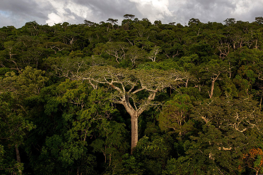 A picture of a forest of tall trees