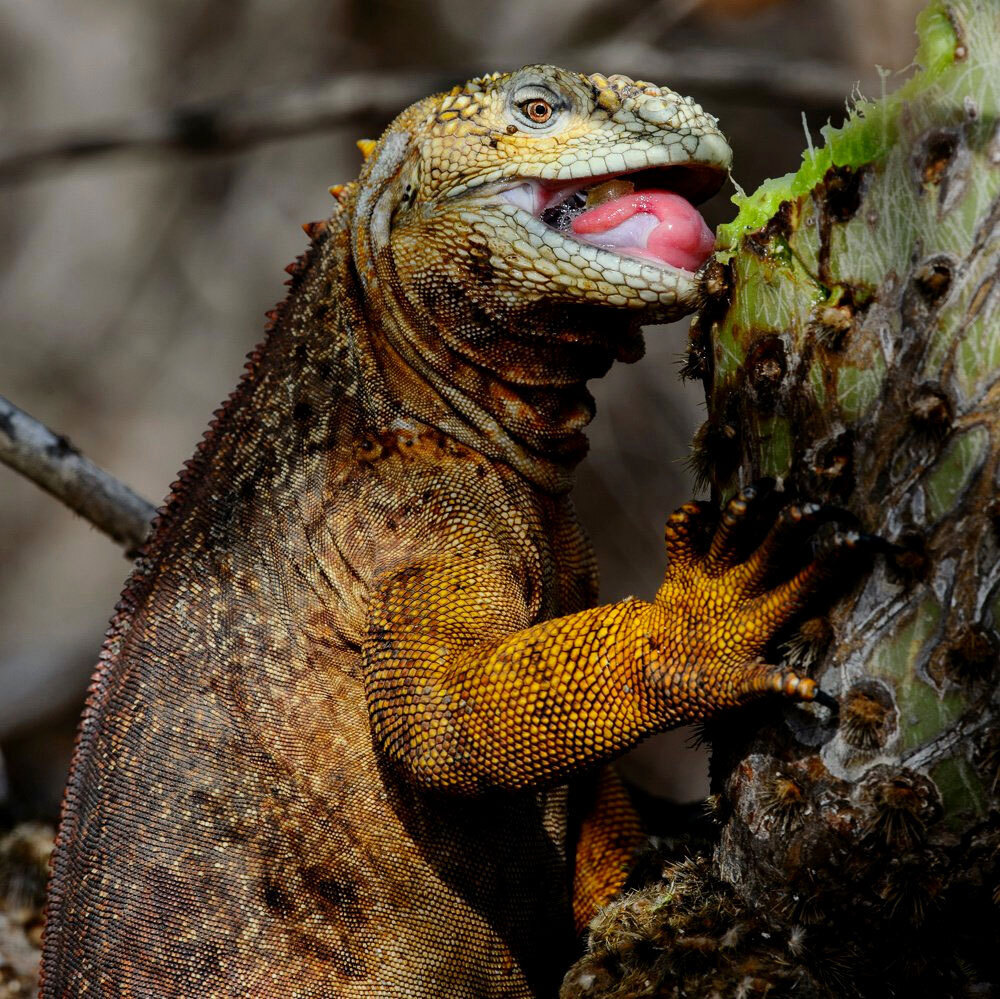 A picture of an iguana eating a cactus