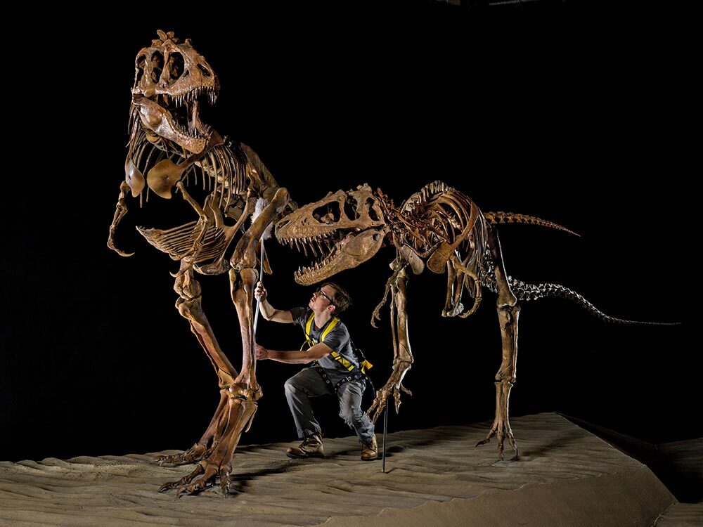 An adult and a juvenile Teratophoneus get a dusting from Geoffrey Leonard at the Natural History Museum of Utah. Like Tyrannosaurus rex, their larger relative, they likely were fierce predators.