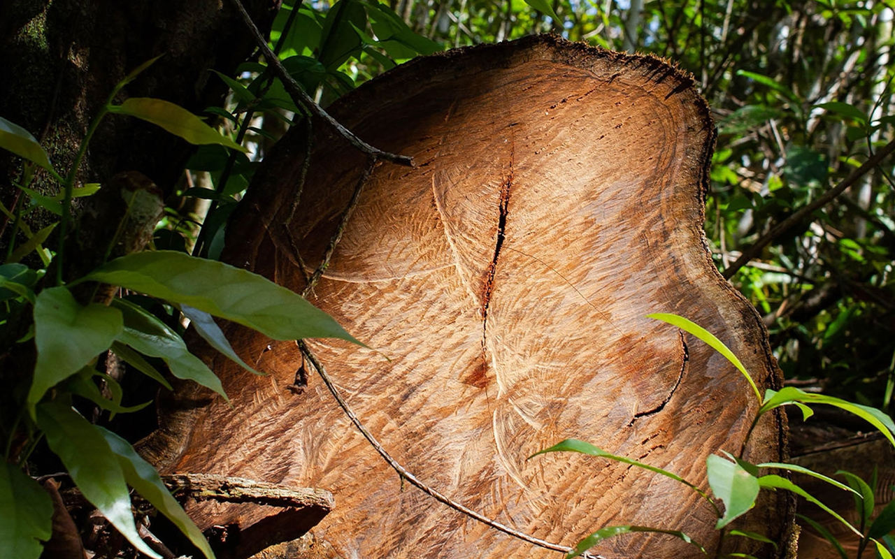 Durable, fragrant rosewood, used to make furniture and musical instruments, is the world’s most trafficked wild product by value and volume.