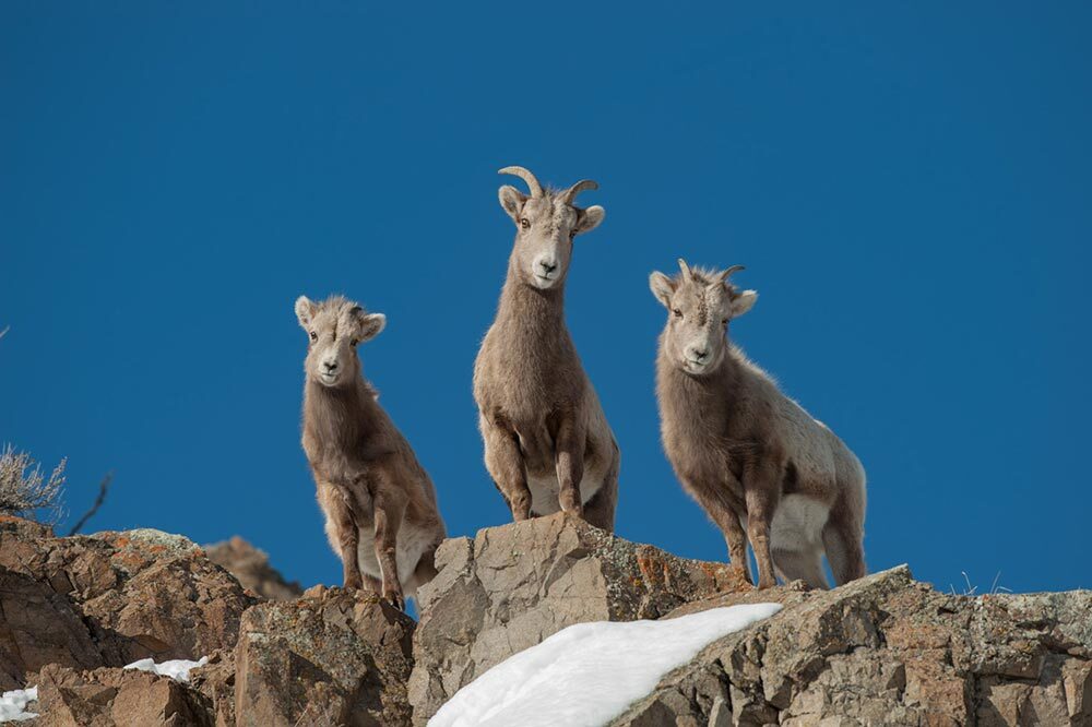 Young bighorns stand on a cliff