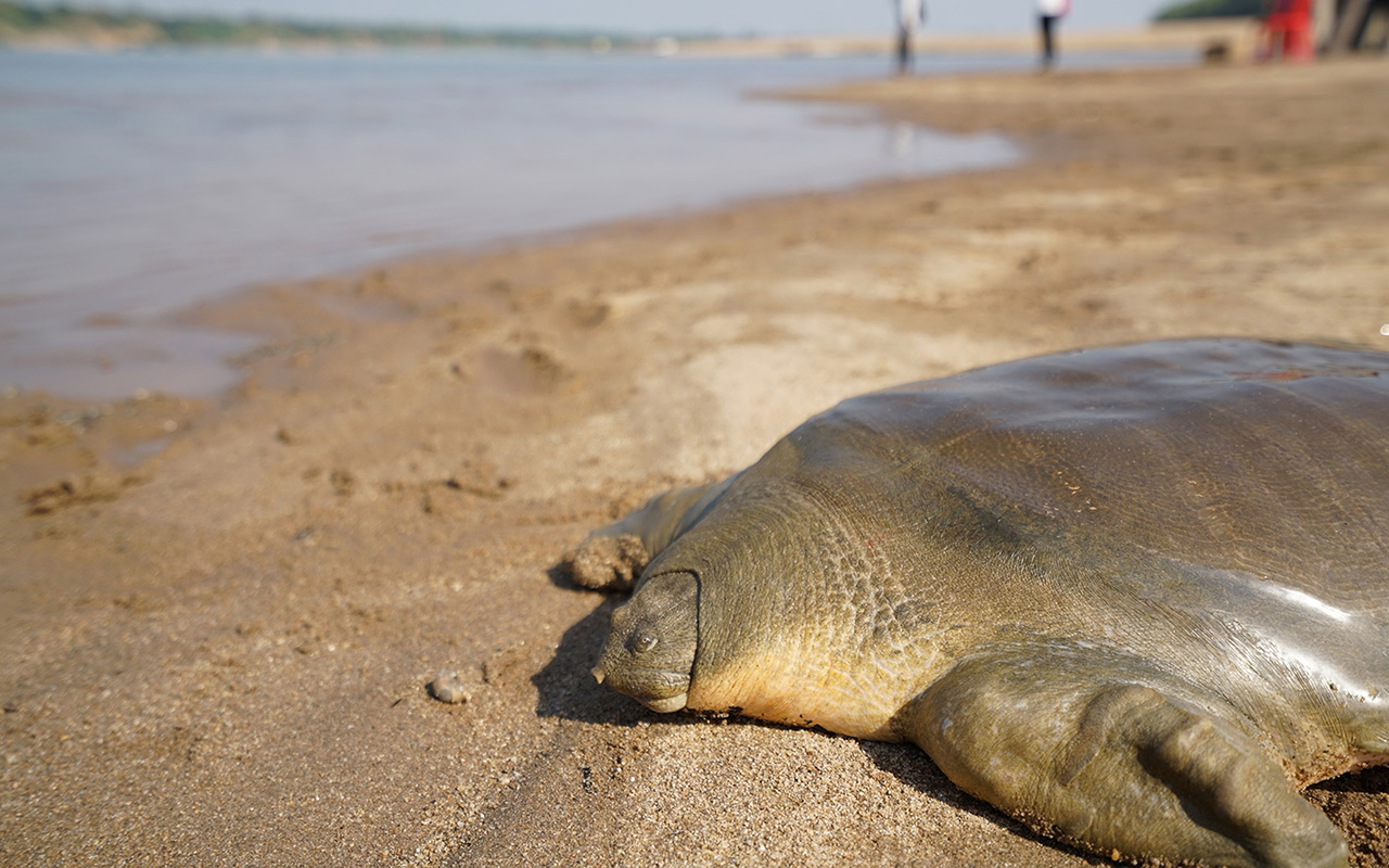 Cambodian fishermen sold this Cantor’s giant softshell turtle to a restaurant, but the owner—recognizing it was a rare species—turned it over to the Mekong Turtle Conservation Center. Several months later, center released the turtle back into the wild.