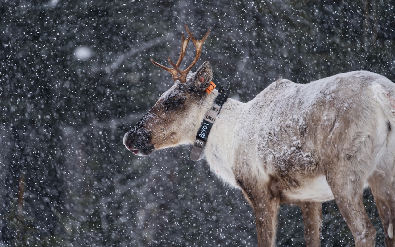 This female caribou was the first in 2022 to be captured and relocated to a maternity pen high in the Rocky Mountains in British Columbia.