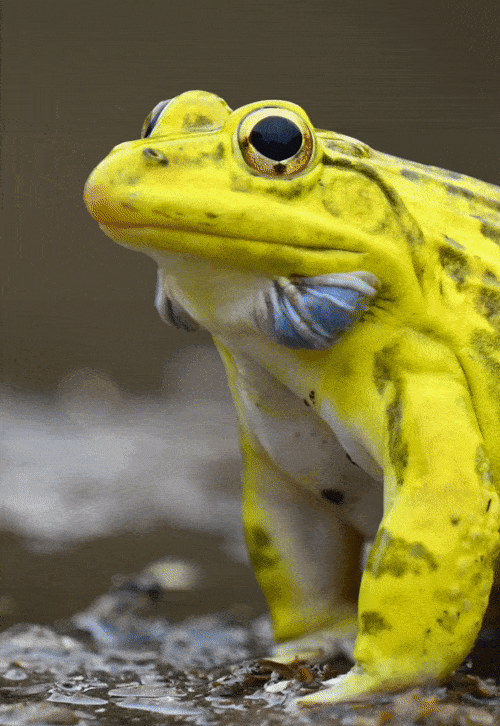 A gif of a frog croaking
