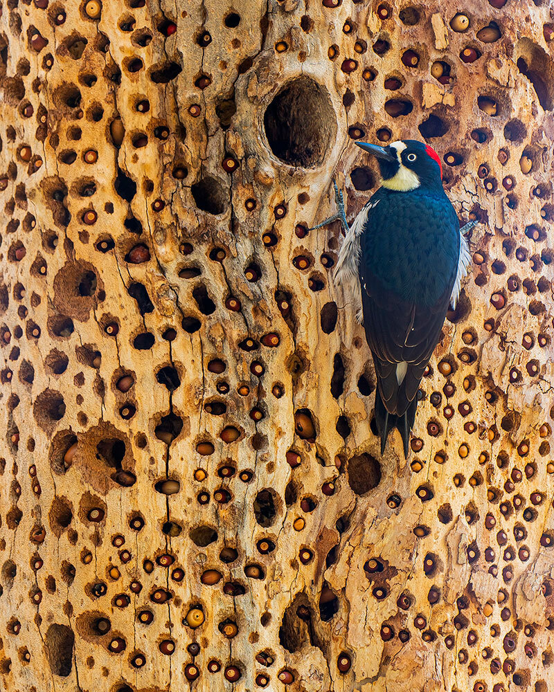 A woodpecker clings to a tree full of holes with acorns in the holes