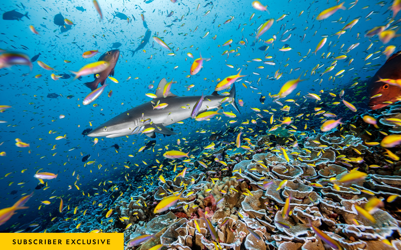 Here a gray reef shark swims over Montipora corals in a sea of fusilier damselfish and Bartlett’s anthias.