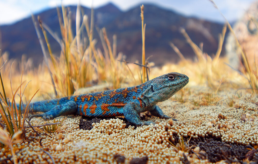 An Andean chacaltaya lizard, also known as  jararanko in Bolivia.