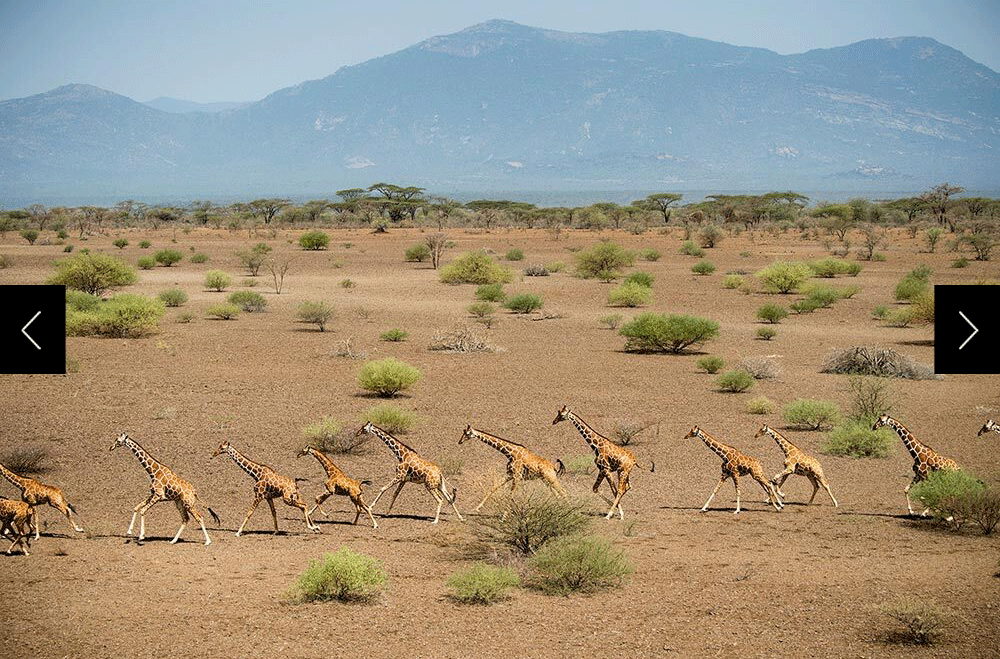 giraffes run inside an African conservancy