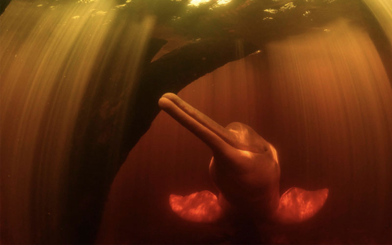 The dolphin’s iconic pink bodies can look bright orange in the tawny waters of a flooded Amazon forest