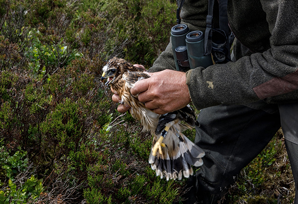 Abundant throughout most of their range in Europe and Asia, hen harriers are endangered in the U.K., where fewer than 600 pairs remain, in part because they’re allegedly shot by gamekeepers on shooting estates to prevent them from preying on grouse or disturbing a shoot.