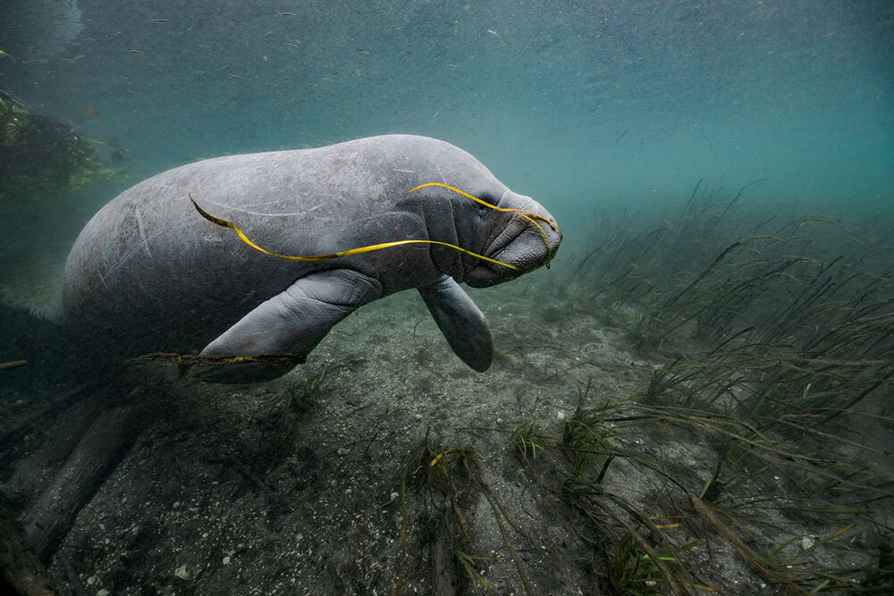 A manatee with ribbons of eelgrass trailing its the mouth