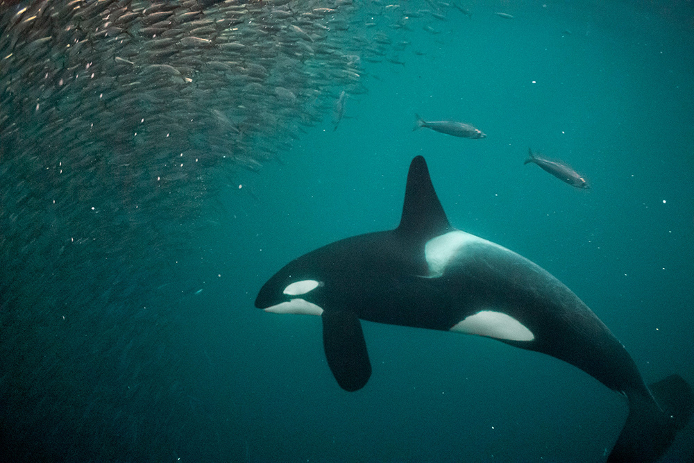 Orcas, which live worldwide, hunt a variety of prey, from fish to seals to sharks.