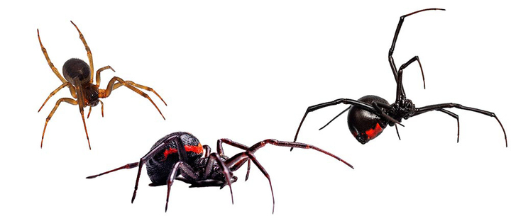 A composite image shows Steatoda nobilis (left), the noble false widow; S. paykulliana (center), the Mediterranean false widow; and a black widow female (right)