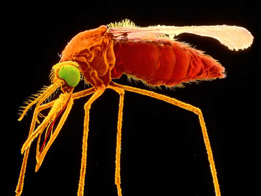 A colorized scanning electron micrograph of a female Anopheles Gambia mosquito, its abdomen swollen after feeding.