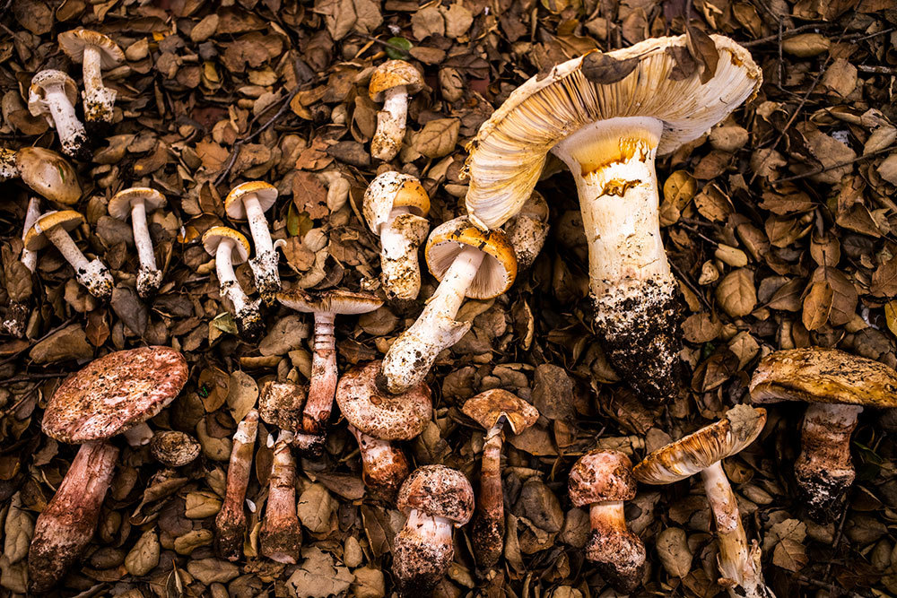 A picture of capped mushrooms still covered in soil