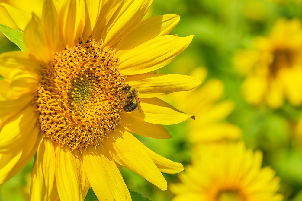 A picture of a bee on a sunflower