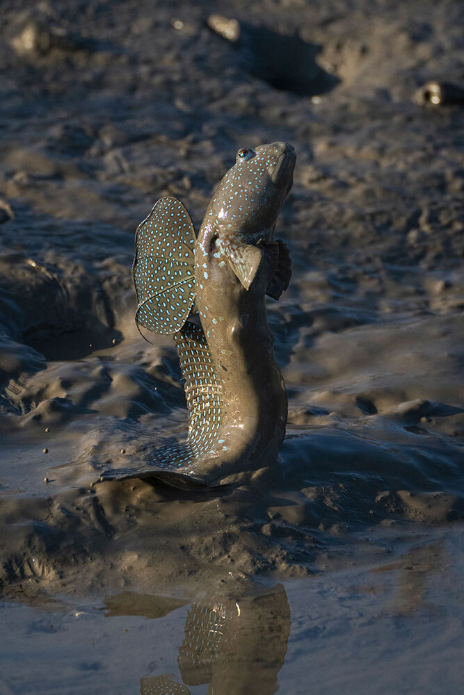 A blue-spotted mudskipper jumps during a mating dance at low tide in Sinan, South Korea