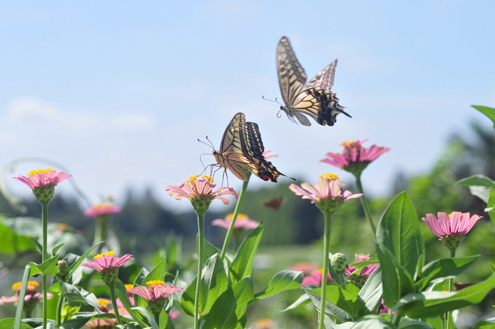 Butterflies pollinating flowers in a garden