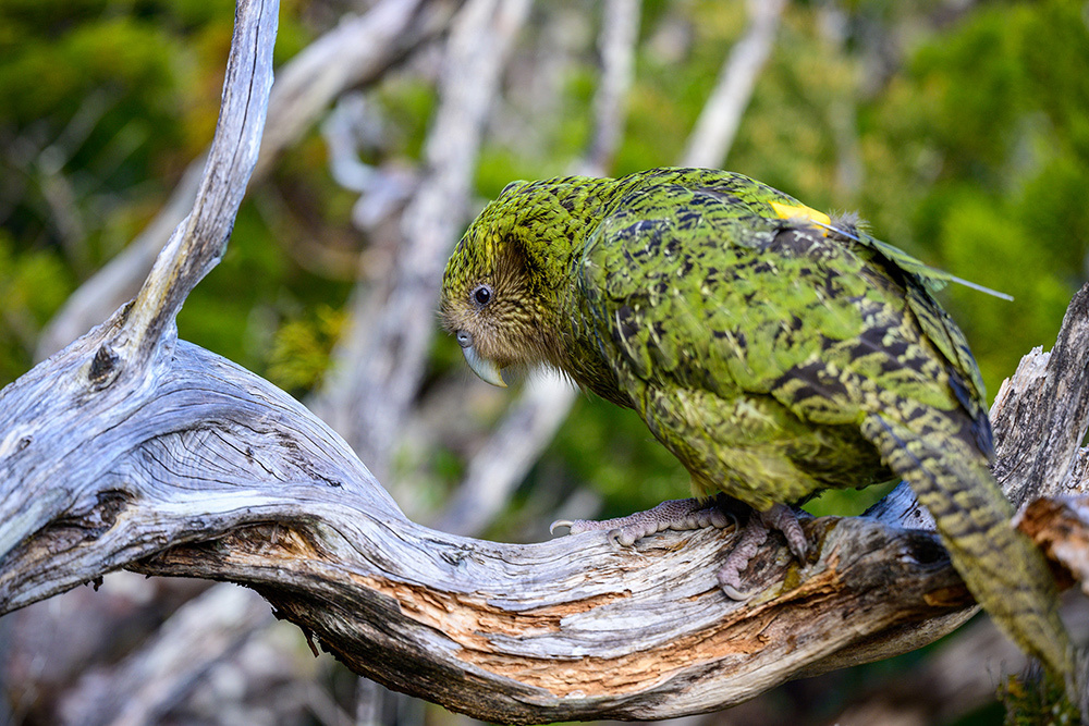 A kākāpō named "Yasmine" is photographed on Anchor Island (Pukenui), one of the three sanctuaries that helped rebuild populations of the critically endangered species. One hundred kākāpō have been born since 2019, allowing a small population to return to New Zealand’s mainland.