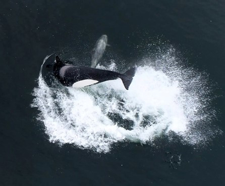 A killer whale splashes as it comes down from a jump in water