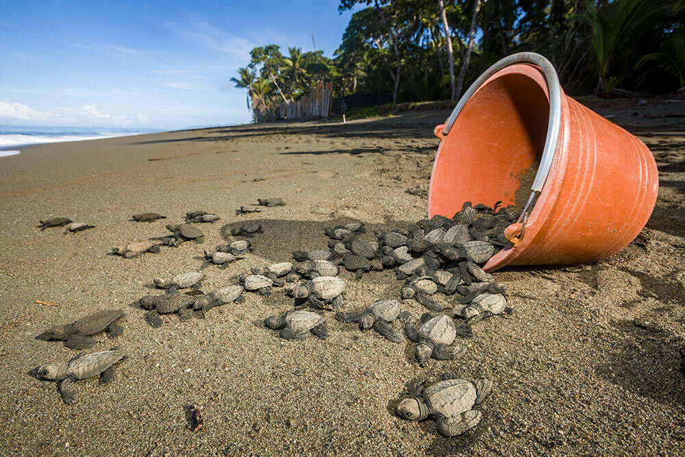 baby sea turtles