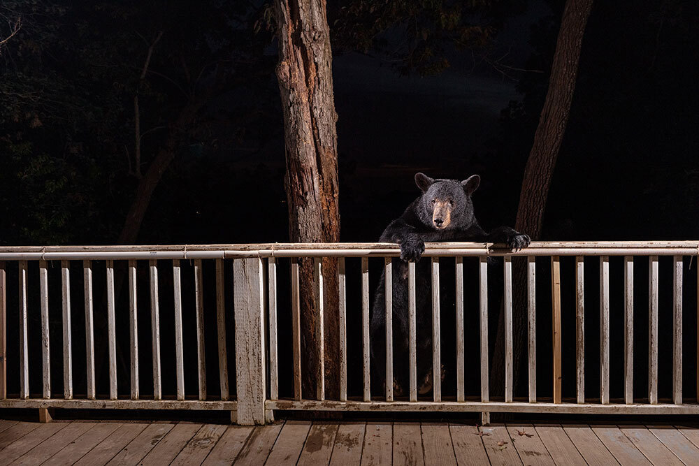 A picture of a bear on a house porch.