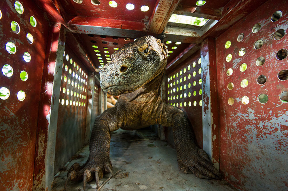 Biologists will trap a dragon—lured with goat meat—then draw blood to learn more about its genetic makeup and set the lizard free. The goal is to gather information that will help dragons live in harmony with islanders.